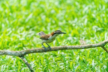 rufous-naped Wren (Campylorhynchus rufinucha) in Costa Rica