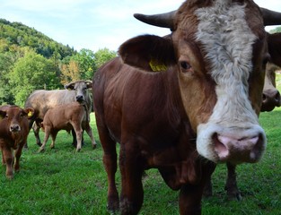 Kuhherde mit Kälbern auf Weide