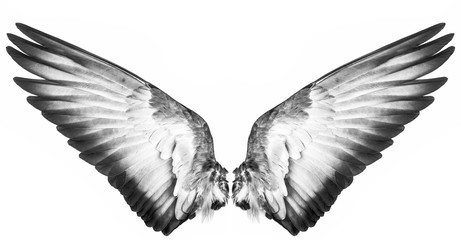 Fototapeta na wymiar black wings isolated on a white