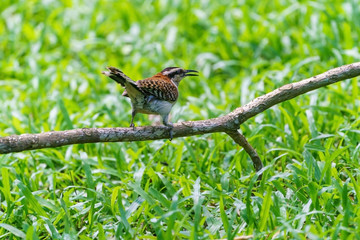 rufous-naped Wren (Campylorhynchus rufinucha) in Costa Rica