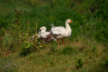 Free range white geese in an open field