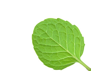 Obraz premium back of mint leaf isolated on a white