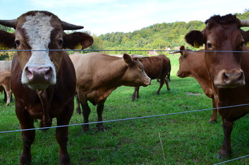 Kuhherde mit Kälbern auf Weide