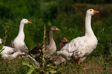 Free-range geese in an open field