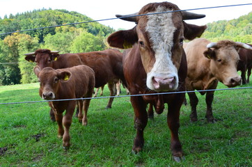 Kuhherde mit Kälbern auf Weide