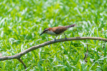 rufous-naped Wren (Campylorhynchus rufinucha) in Costa Rica