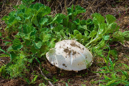 Large white mushroom in the grass