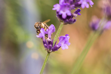 Pollination with bee and lavender during sunshine, sunny lavender