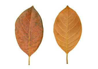 dry leaf macro close-up isolated on white background clipping path