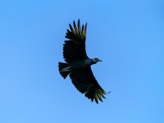 Black Vulture (Aegypius monachus) in Costa Rica