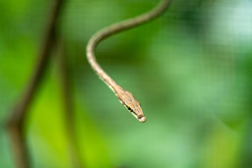 Brown Vine Snake (Oxybelis aeneus)