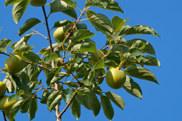 Persimmon tree with fruits on blue sky background. Diospyros kaki