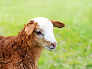 Obraz premium Baby farm animals. Portrait of young red lamb in a spring field