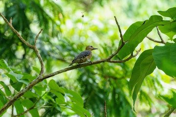 Hoffmann's Woodpecker (Melanerpes hoffmannii), taken in Costa Rica
