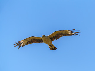 Yellow-headed Caracara (Milvago chimachima) in Costa Rica