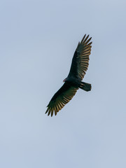 red-headed vulture (Sarcogyps calvus),  Costa Rica