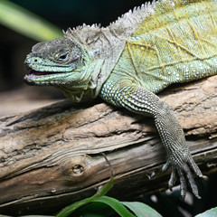 Lizard basking on branches.
