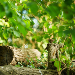 Blackbird (Turdus merula) chick, taken in the UK