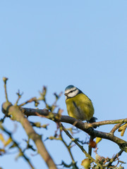 Blue Tit (Cyanistes caeruleus), taken in the UK