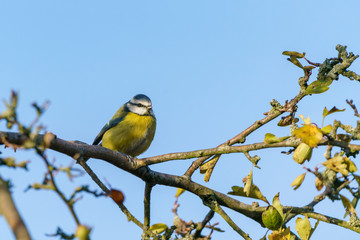 Blue Tit (Cyanistes caeruleus), taken in the UK