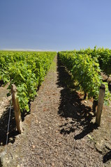 vignoble de Loire