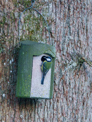 Great Tit (Parus major), taken in the UK