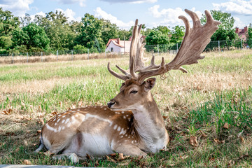 Majestic powerful adult Fallow Deer, on the grassy meadow
