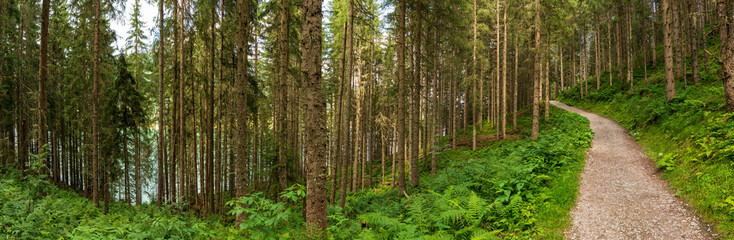 Fototapeta na wymiar Wanderweg Fahrradweg durch den Wald Panorama