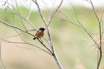 Stonechat (Saxicola torquata), taken in the UK