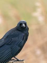 Carrion crow (Corvus corone), taken in the UK