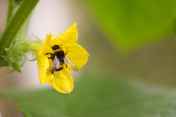 bumblebee on a yellow flower