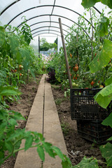 Growing natural native tomatoes and cucumbers in a greenhouse in the garden