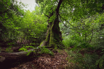 Uralter Wald - nicht bewirtschaftet