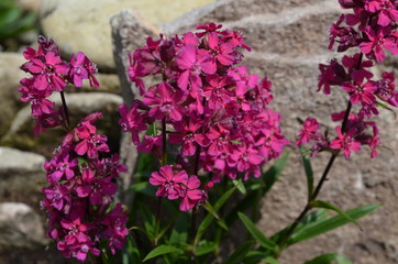 Bl&uuml;hender Steingarten