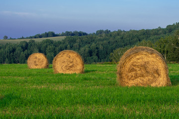 hay bales on green grass and blue sky