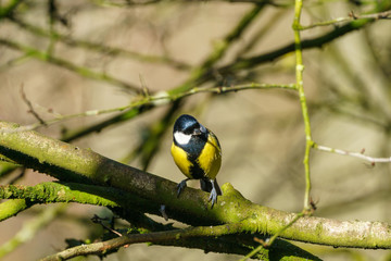 Great Tit (Parus major), taken in the UK