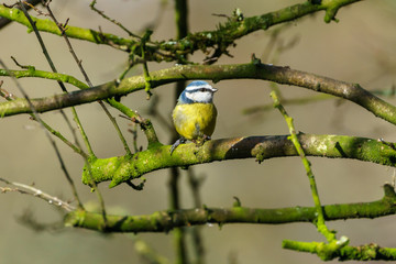 Blue Tit (Cyanistes caeruleus), taken in the UK