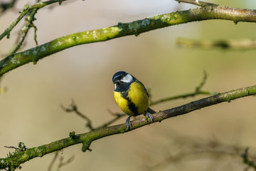 Great Tit (Parus major), taken in the UK