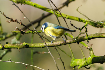 Blue Tit (Cyanistes caeruleus), taken in the UK