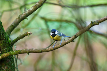 Great Tit (Parus major), taken in the UK