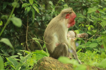 lactation monkey in forest