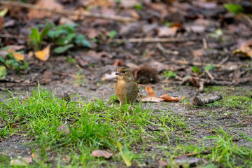Chaffinch (Fringilla coelebs), taken in the UK