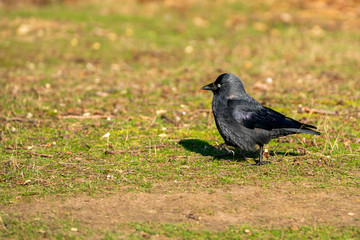Jackdaw (Corvus monedula), taken in the UK