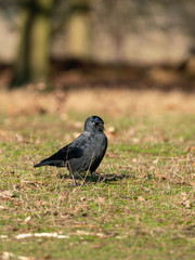 Jackdaw (Corvus monedula), taken in the UK