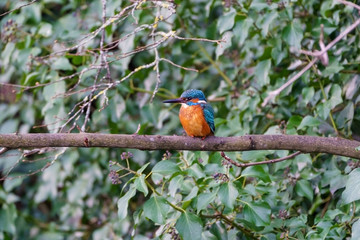 Fototapeta premium Common Kingfisher (Alcedo atthis), taken in the UK