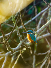 Common Kingfisher (Alcedo atthis), taken in the UK