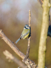 Blue Tit (Cyanistes caeruleus), taken in the UK