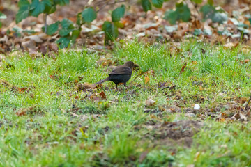 Blackbird (Turdus merula), taken in the UK