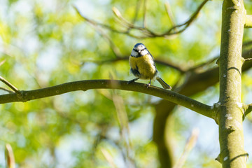 Blue Tit (Cyanistes caeruleus), taken in the UK