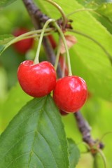 Red juicy cherries hanging on a cherry tree with selective focus and blurred background. Seasonal fruits. Growing organic cherries with bright foliage. Delicious vitamin cherry. Fruit and berries 